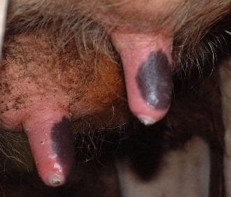 Orifice Hyperkeratosis, Eversions, Erosions and Open