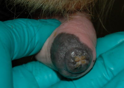 Orifice Hyperkeratosis, Eversions, Erosions and Open