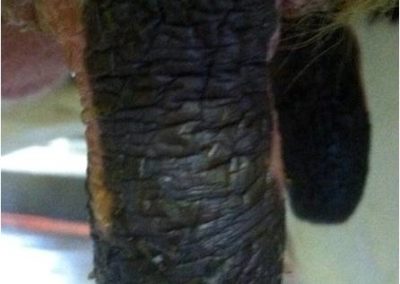 Dip Build-Up on Teats