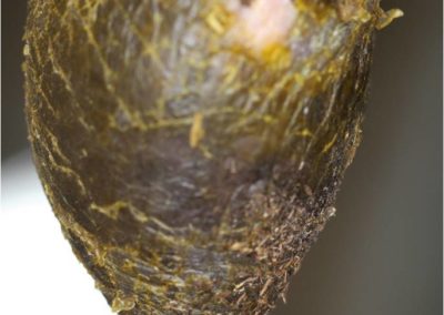 Dip Build-Up on Teats