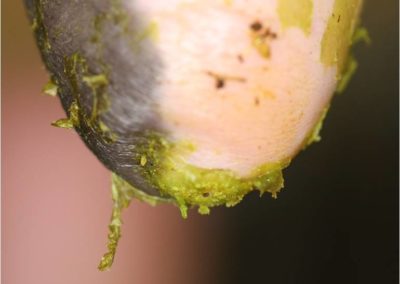 Dip Build-Up on Teats