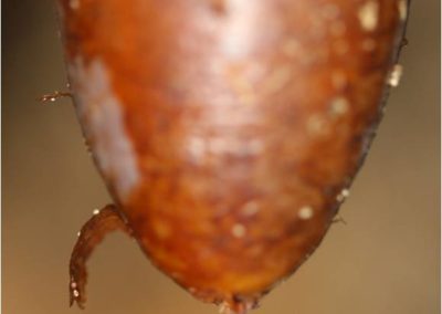 Dip Build-Up on Teats