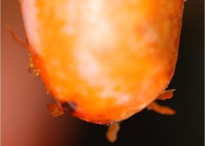 Dip Build-Up on Teats