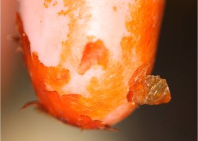 Dip Build-Up on Teats