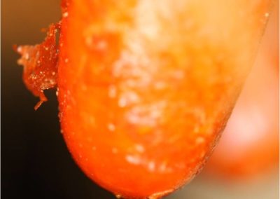 Dip Build-Up on Teats