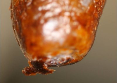 Dip Build-Up on Teats