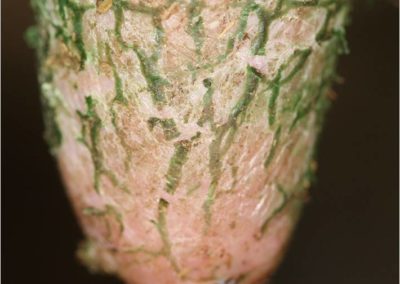 Dip Build-Up on Teats