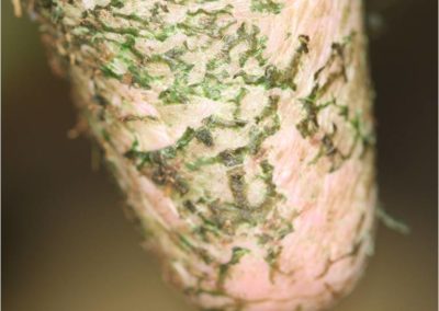 Dip Build-Up on Teats