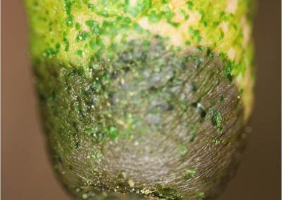 Dip Build-Up on Teats