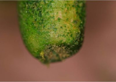 Dip Build-Up on Teats