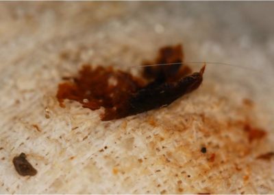 Dip Build-Up on Teats