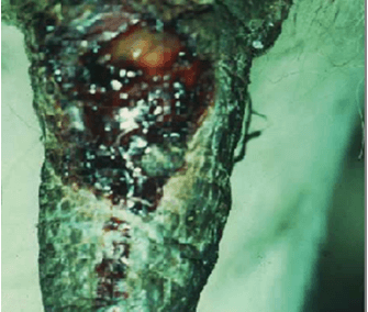 Insect-Induced Damage