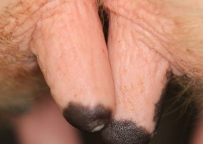 Typical Range of Teats (Normal Teats)