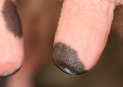 Typical Range of Teats (Normal Teats)