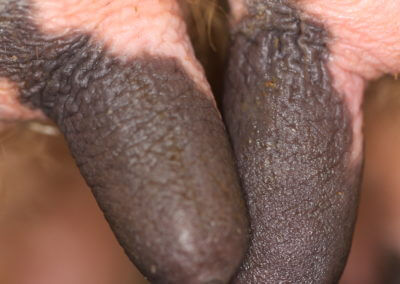 Typical Range of Teats (Normal Teats)