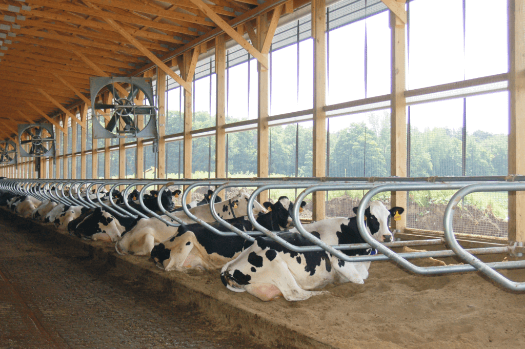 Dairy Cows Laying in Barn